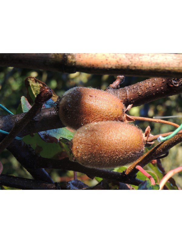 Ekološko pridelan kivi