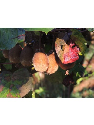 Ekološko pridelan kivi