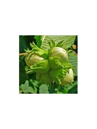 lEŠNIKI IZ EKOLOŠKE PRIDELAVE