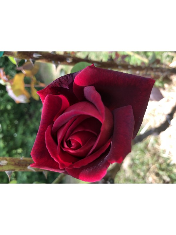 Komplet 2 malih lopat